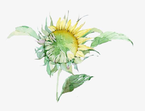 Watercolor Sunflower PNG, Clipart, Autumn, Cartoon, Decorate, Green, Green Leaf Free PNG Download