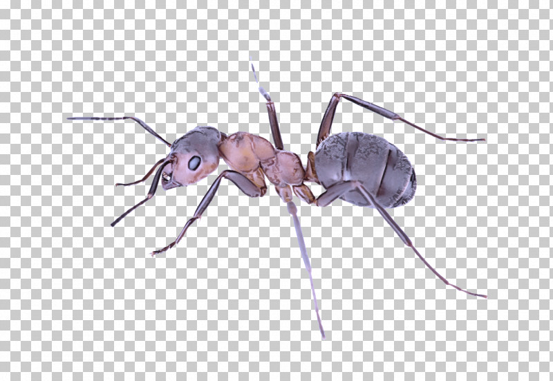 Insect Carpenter Ant Pest Ant Membrane-winged Insect PNG, Clipart, Ant, Carpenter Ant, Insect, Membranewinged Insect, Pest Free PNG Download