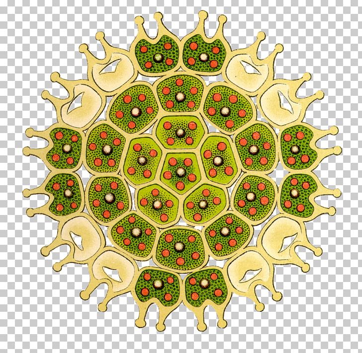 Art Forms In Nature The British Desmidieae Green Algae Drawing PNG, Clipart, Algae, Area, Art, Art Forms In Nature, Biologist Free PNG Download