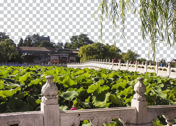Beihai Park Forbidden City Odori Park U6e90u8fdcu6d41u957f Building PNG, Clipart, Architecture, Beihai Park, Beijing, Building, Chinese Garden Free PNG Download