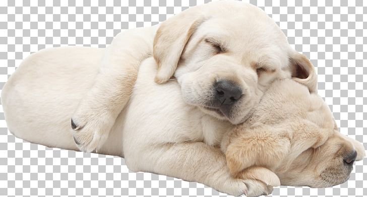 Labrador Retriever Golden Retriever Puppy Dog Breed Bernese Mountain Dog PNG, Clipart, Animal, Animals, Carnivoran, Choose, Companion Dog Free PNG Download