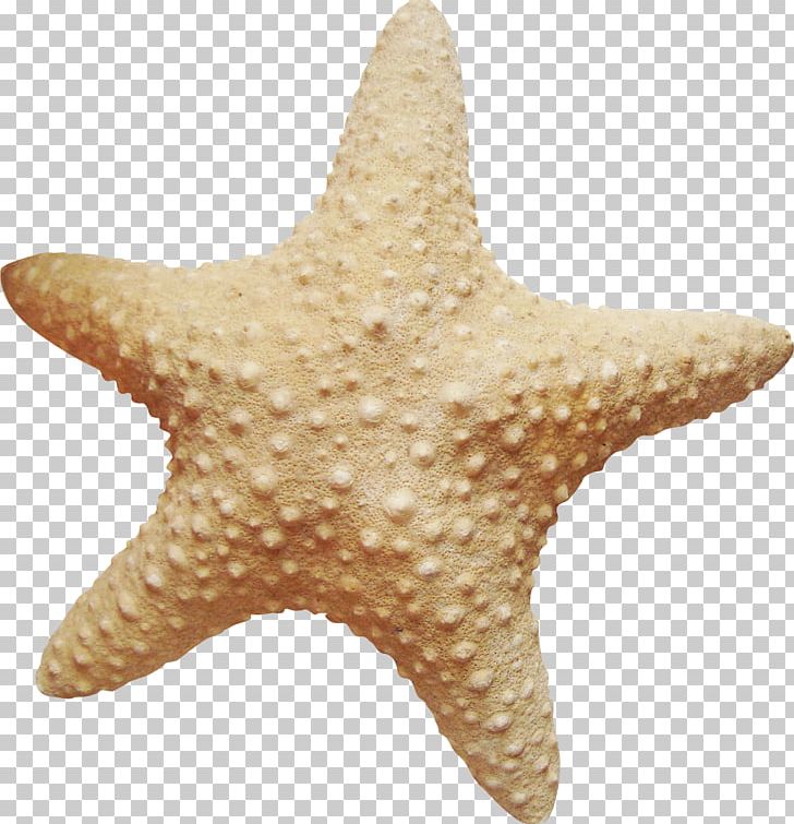 Starfish Marine Invertebrates Sea PNG, Clipart, Animals, Beach, Clip Art, Coast, Copyright Free PNG Download