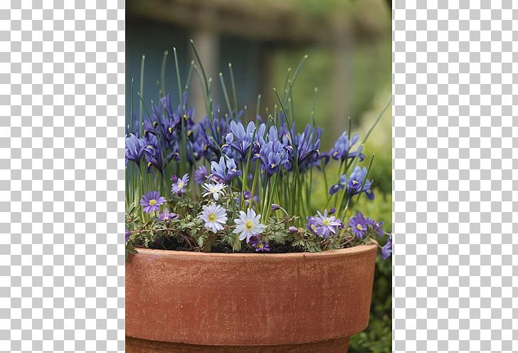 Terra Ceia Farms Bulb Lavender Irises Garden PNG, Clipart, Bellflower, Bellflower Family, Breakfast, Bulb, Farm Free PNG Download