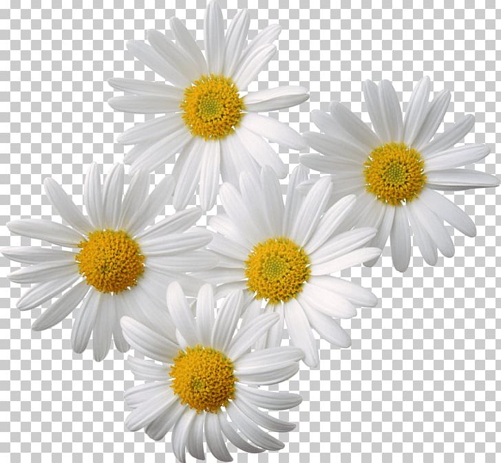 Chamomile Desktop PNG, Clipart, Aster, Chamaemelum Nobile, Chamomile, Chrysanths, Common Daisy Free PNG Download