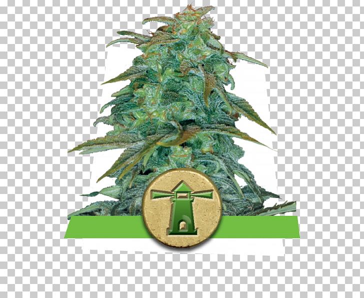 Haze Autoflowering Cannabis Royal Queen Seeds Store Skunk PNG, Clipart, Autoflowering Cannabis, Biological Life Cycle, Breed, Cannabis, Cannabis Shop Free PNG Download