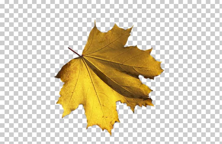 Leaf Autumn Photography PNG, Clipart, Album, Angelo, Autumn, Description, Dimension Free PNG Download