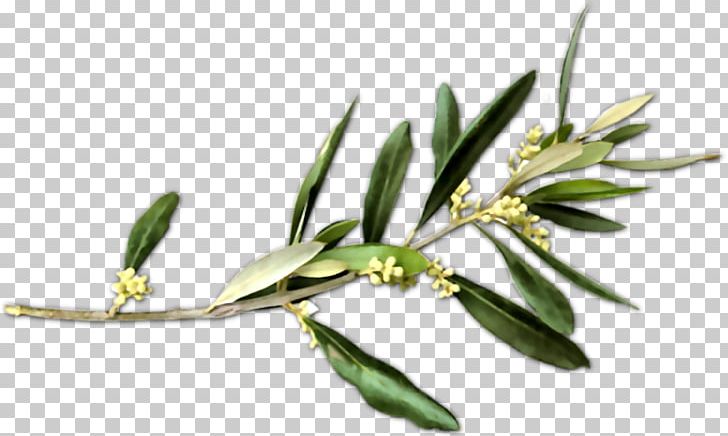 Olive Branch Petition Peace Symbols PNG, Clipart, Branch, Doves As Symbols, Flower, Food Drinks, Grass Family Free PNG Download