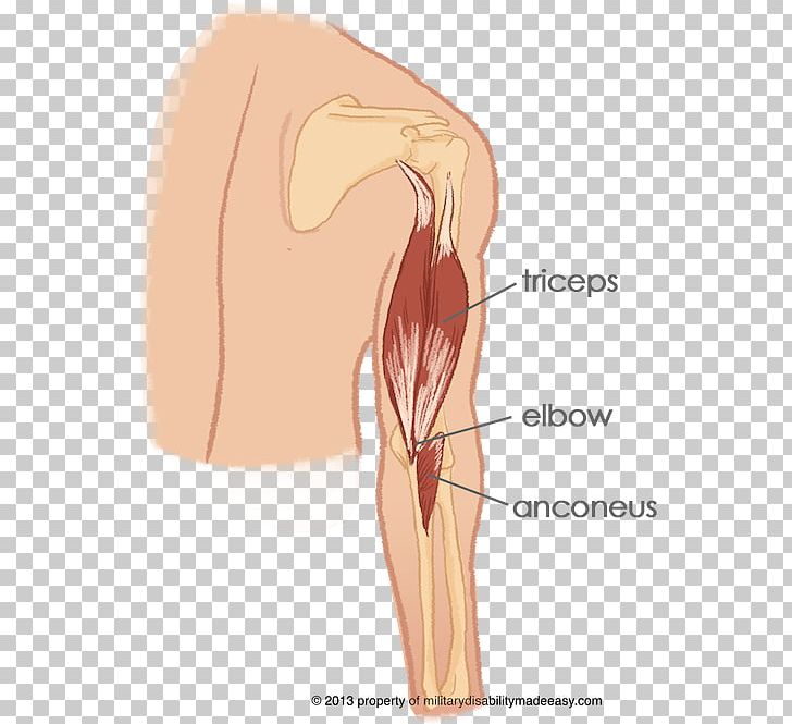 Thumb Anconeus Muscle Shoulder Elbow PNG, Clipart, Abdomen, Anatomy, Arm, Bone, Chest Free PNG Download