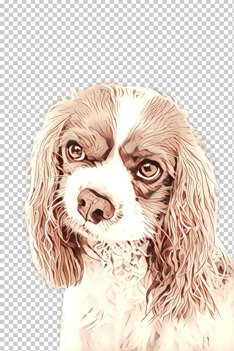 Dog Cocker Spaniel Spaniel Boykin Spaniel Cavalier King Charles Spaniel PNG, Clipart, Boykin Spaniel, Cavalier King Charles Spaniel, Cocker Spaniel, Dog, Spaniel Free PNG Download