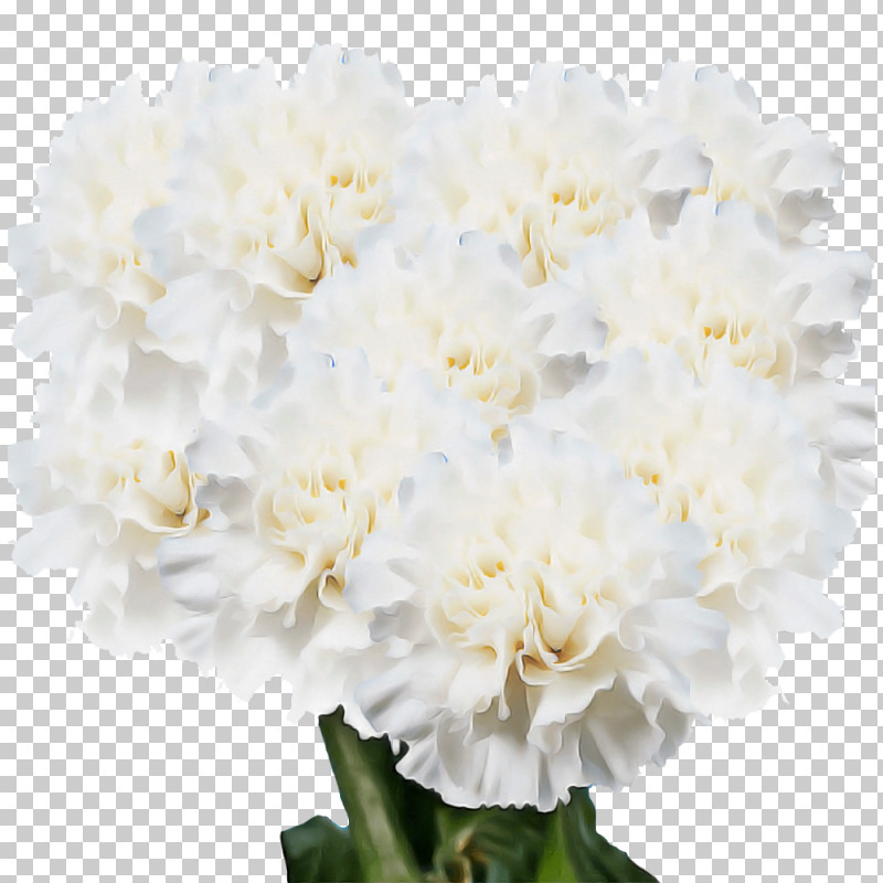 Floral Design PNG, Clipart, Amazoncom, Benchmark Bouquets 20 Stem Rainbow Mini Carnations, Carnation, Cut Flowers, Discounts And Allowances Free PNG Download