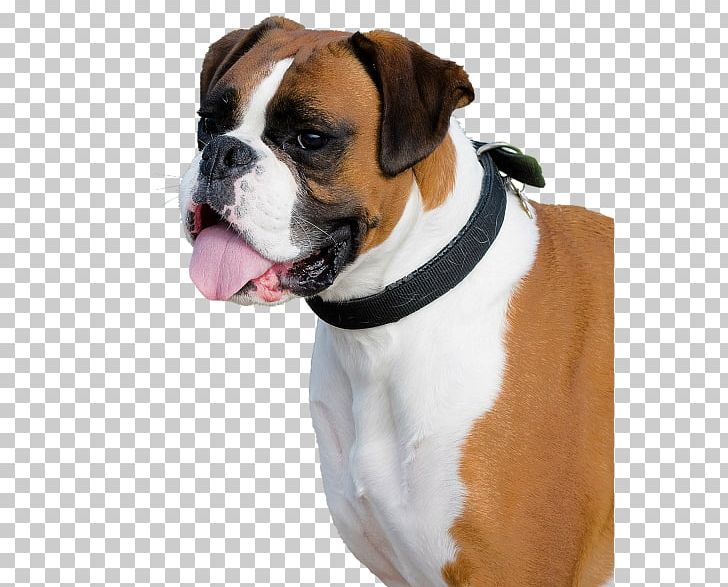 Boxer French Bulldog Dobermann Miniature Schnauzer PNG, Clipart, Animal, Boxer, Breed, Bulldog, Canidae Free PNG Download