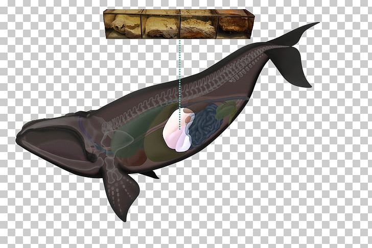 Humpback Whale Cetaceans Mammal North Pacific Right Whale PNG, Clipart,  Free PNG Download