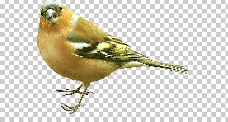 Bird Tk PNG, Clipart, American Sparrows, Animals, Beak, Bird, Blog Free PNG Download