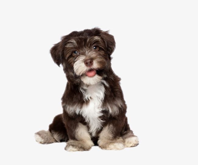 Cute Dog PNG, Clipart, Animal, Cute Clipart, Cute Clipart, Dog, Dog Clipart Free PNG Download