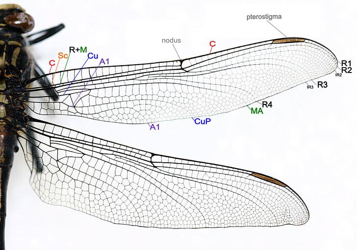 Dragonfly Insect Wing Damselfly Drawing PNG, Clipart, Anatomy, Damselfly, Dragonfly, Drawing, Hemimetabolism Free PNG Download