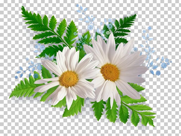 Tea U0420u043eu043cu0430u0448u043au0438 PNG, Clipart, Aster, Chamaemelum Nobile, Chrysanths, Daisy, Daisy Family Free PNG Download