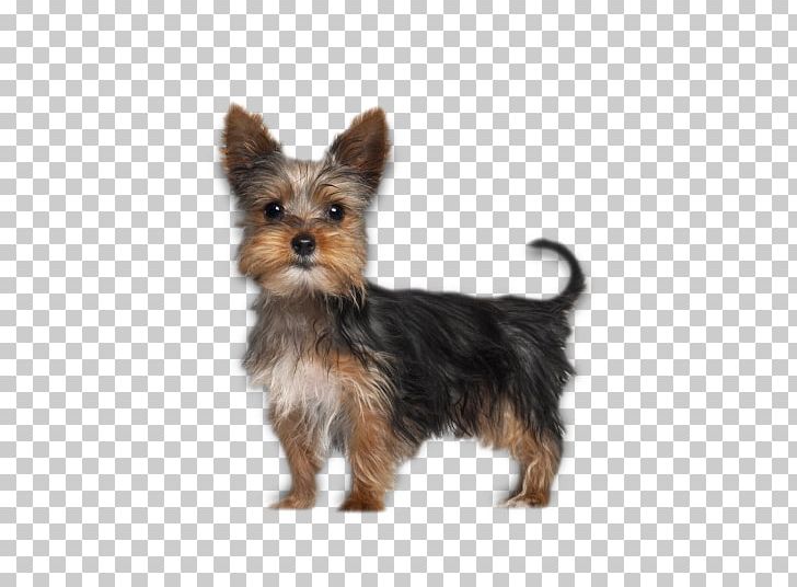 Yorkshire Terrier Boston Terrier Puppy PNG, Clipart, Animals, Australian Terrier, Biewer Terrier, Breed, Carnivoran Free PNG Download