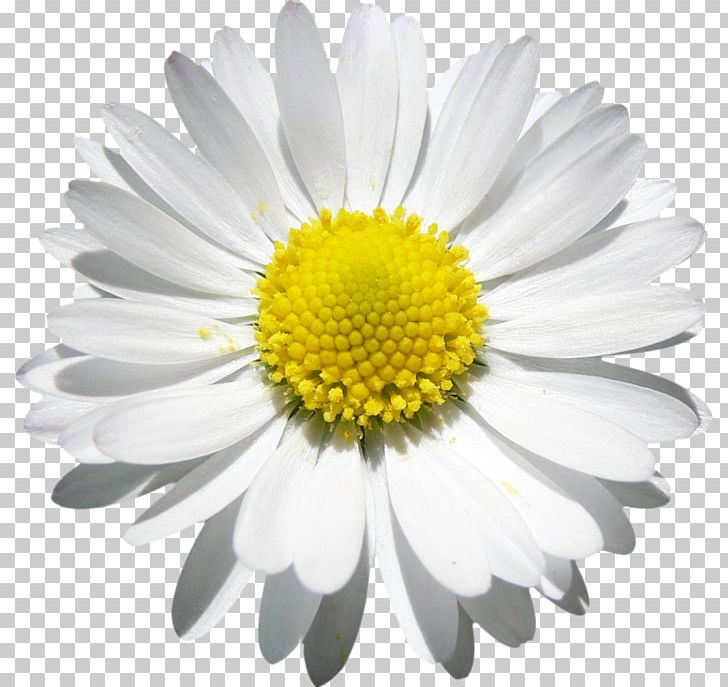 Flower Common Daisy Decal Car PNG, Clipart, Aster, Black And White, Blue, Bud, Bumper Sticker Free PNG Download
