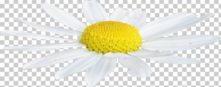 Flower Daisy Family Roman Chamomile Common Daisy Oxeye Daisy PNG, Clipart, Chamaemelum, Chamaemelum Nobile, Chrysanthemum, Chrysanths, Common Daisy Free PNG Download