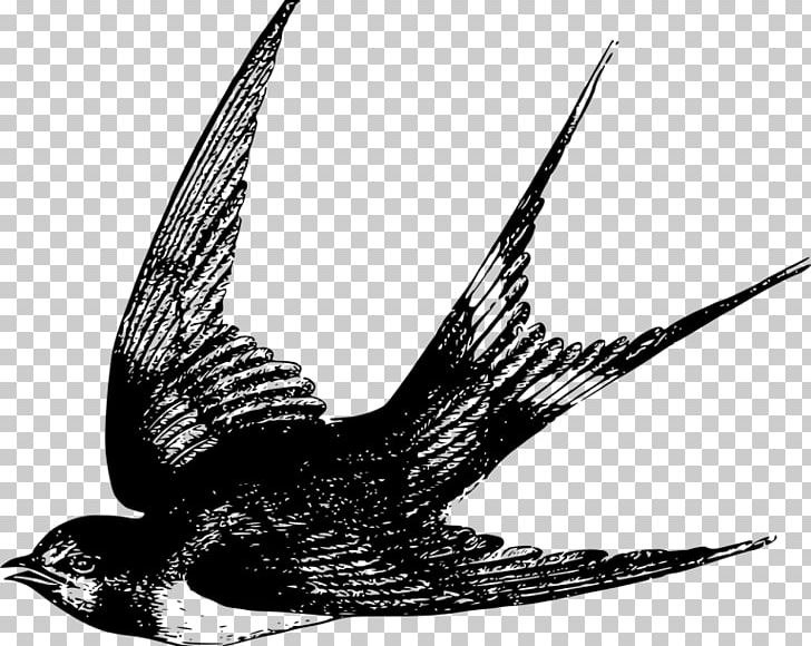 Barn Swallow Bird Flight Drawing PNG, Clipart,  Free PNG Download