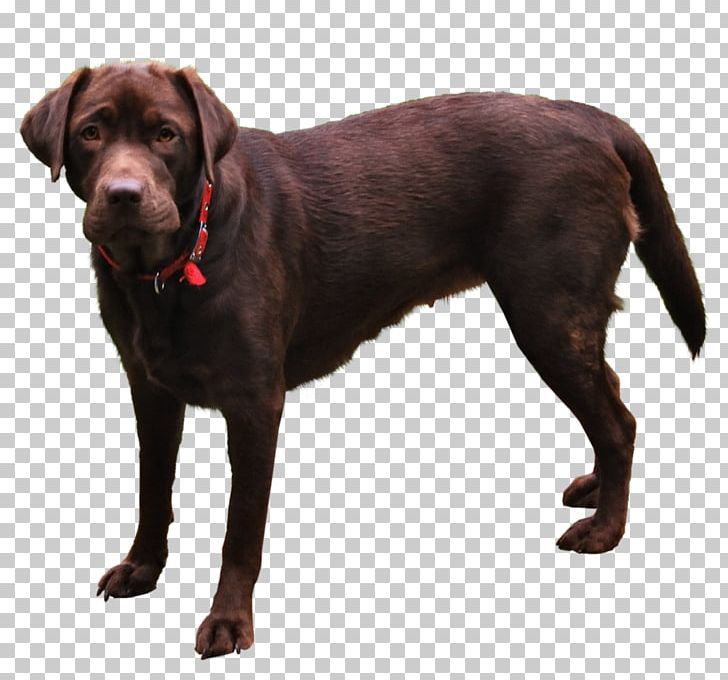 Bernese Mountain Dog Bulldog Puppy Dog Harness PNG, Clipart, Animal, Animals, Boykin Spaniel, Carnivoran, Coat Free PNG Download
