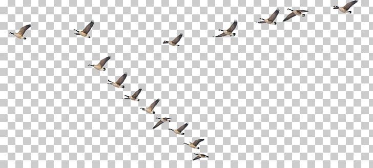 Bird Migration Casualty Animal Migration Font PNG, Clipart, Animal Migration, Animals, Bird, Bird Migration, Casualty Free PNG Download