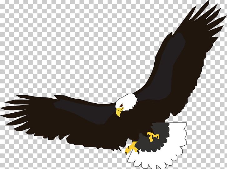 Flight Eagle PNG, Clipart, Accipitriformes, Animals, Bald Eagle, Beak, Bird Free PNG Download
