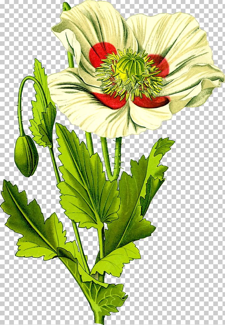 Opium Poppy Common Poppy Papaver Orientale Plant PNG, Clipart, Anemone, Annual Plant, Botanical Illustration, Botany, Chrysanths Free PNG Download