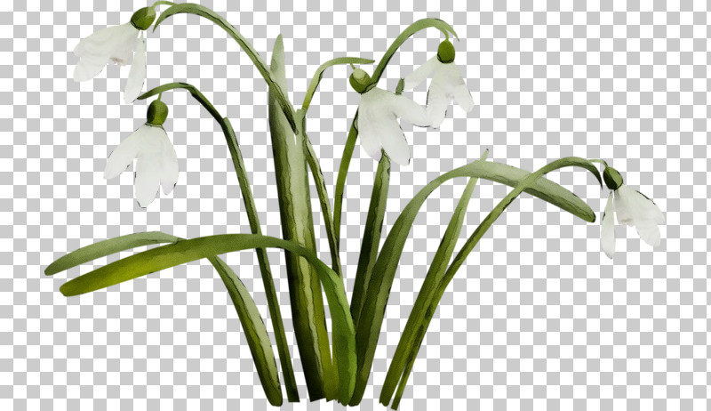 Flower Galanthus Snowdrop Plant Summer Snowflake PNG, Clipart, Amaryllis Family, Crinum, Flower, Galanthus, Hippeastrum Free PNG Download