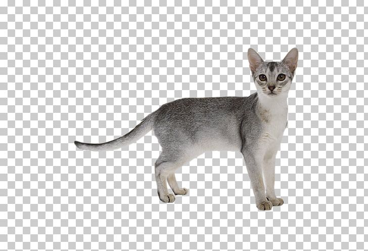 Abyssinian Somali Cat Scottish Fold Ragdoll Bengal Cat PNG, Clipart, Animals, Bur, Carnivoran, Cat Like Mammal, Cuteness Free PNG Download