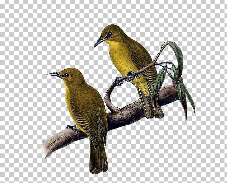 Beak Finches Common Nightingale Fauna Wildlife PNG, Clipart, Beak, Bird, Common Nightingale, Fauna, Finch Free PNG Download