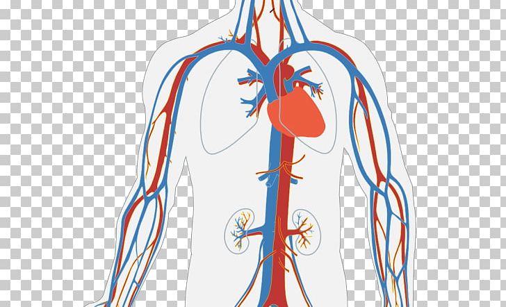 Circulatory System Heart Blood Vessel Human Body Organ System PNG, Clipart, Anatomy, Arm, Artery, Blood, Blood Vessel Free PNG Download