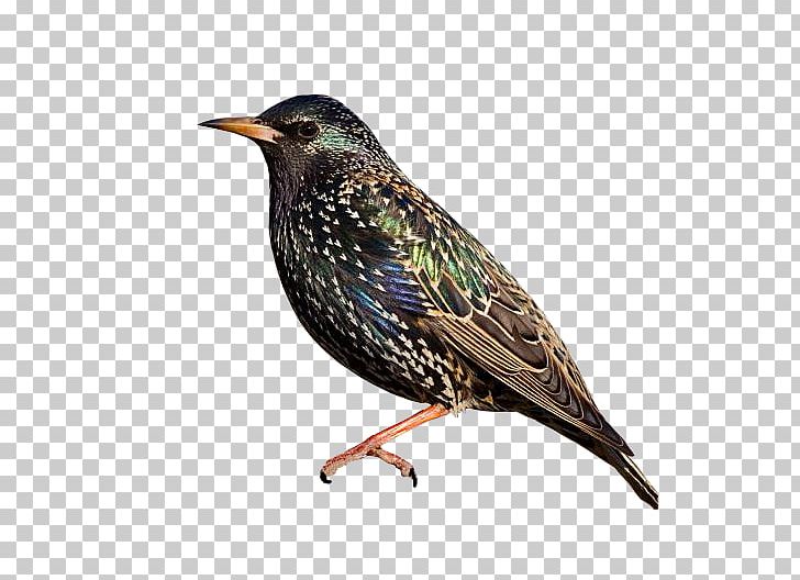 Common Starling Bird Owl Desktop Ptasi Raj PNG, Clipart, Animaatio, Animals, Beak, Bird, Child Free PNG Download