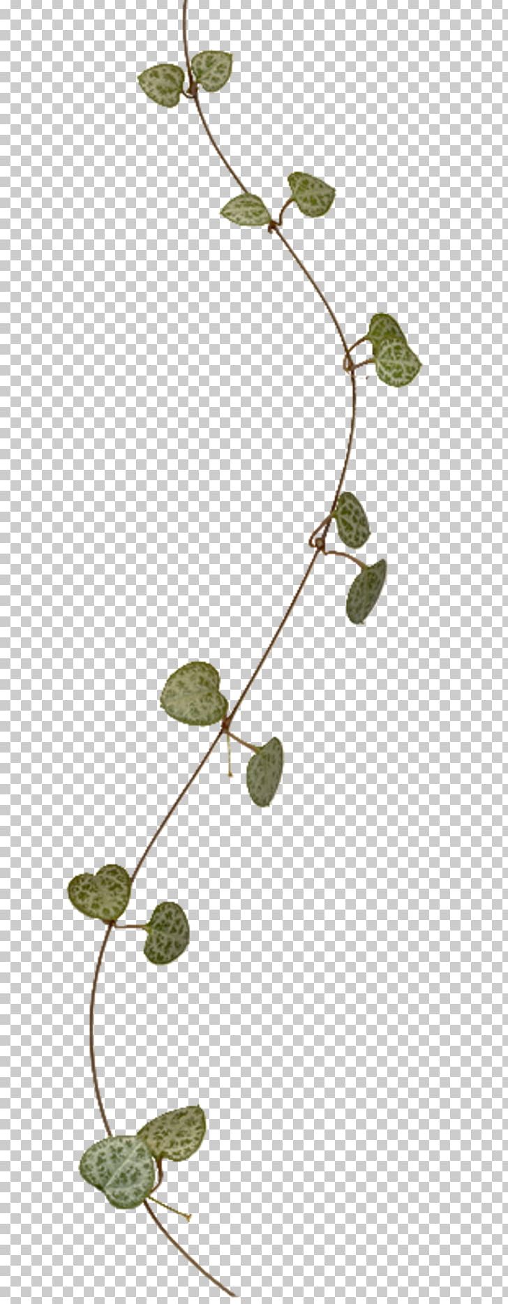 Twig Leaf Vine Plant Stem PNG, Clipart, Branch, Download, Flora, Flower, Flowering Plant Free PNG Download