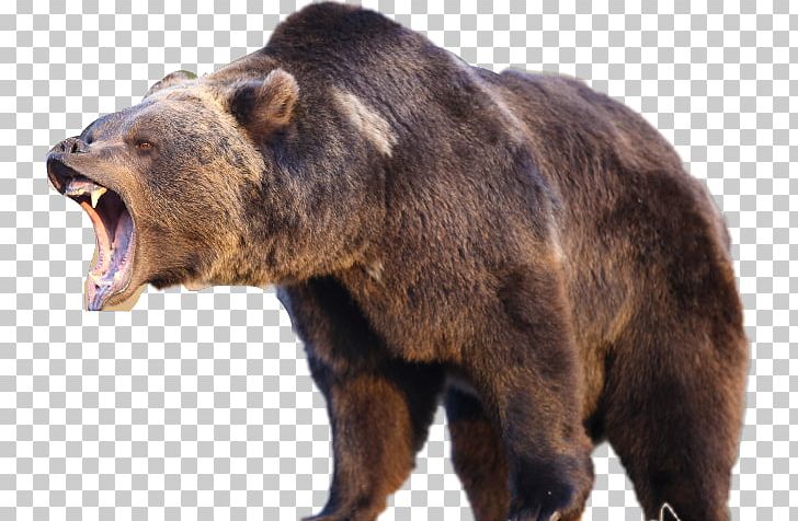 Yellowstone National Park American Black Bear Grizzly Bear Polar Bear PNG, Clipart, Animals, Bear, Bear Attack, Big Bear, Brown Bear Free PNG Download