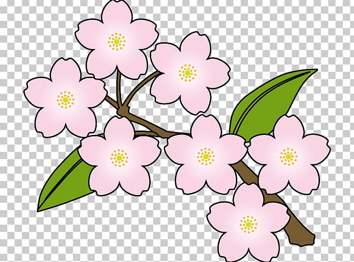 Cherry Blossom Flower PNG, Clipart, Blossom, Branch, Cherry, Cherry Blossom, Cherry Blossom Clipart Free PNG Download