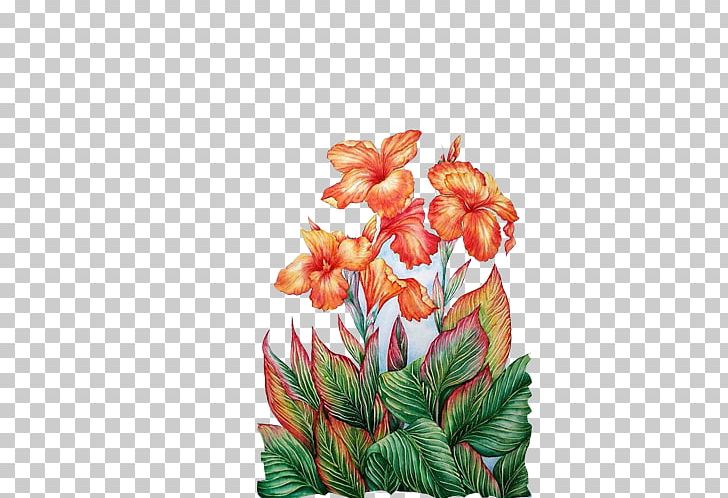 Floral Design Watercolor Painting Drawing Flower PNG, Clipart, Canna Family, Canna Lily, Cartoon, Celosia Cristata, Cockscomb Free PNG Download