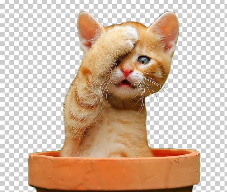 Kitten Lolcat Cuteness Dog PNG, Clipart, Animal, Animals, Asian, Carnivoran, Cat Free PNG Download