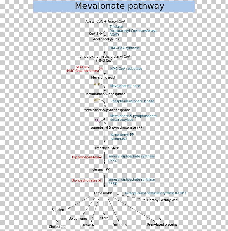 Mevalonate Pathway Mevalonic Acid Metabolic Pathway HMG-CoA Reductase Dimethylallyl Pyrophosphate PNG, Clipart, Angle, Area, Biochemistry, Biosynthesis, Cholesterol Free PNG Download