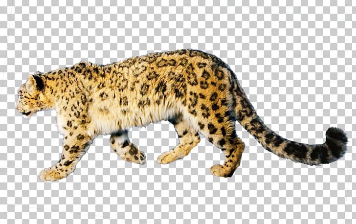 Snow Leopard Jaguar Cheetah Portable Network Graphics PNG, Clipart, Android, Animal Figure, Animals, Big Cats, Carnivoran Free PNG Download