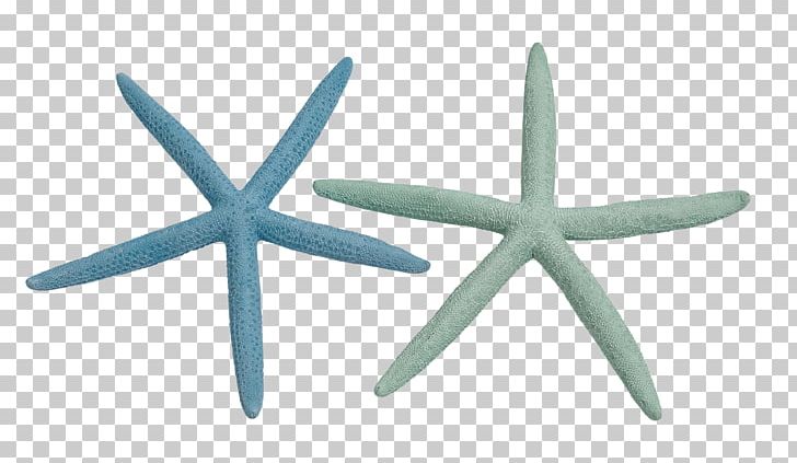 Starfish Invertebrate Seashell Color Drawing PNG, Clipart, Animals, Blue, Color, Drawing, Echinoderm Free PNG Download