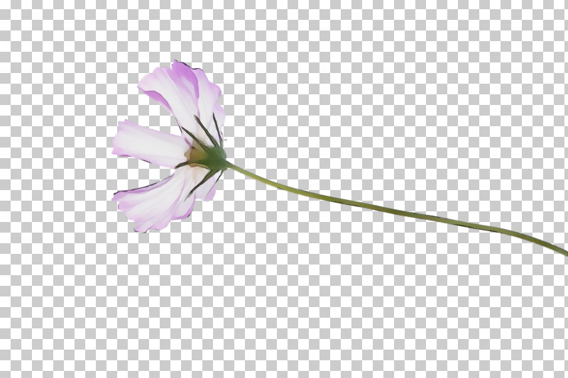 Lavender PNG, Clipart, Childrens Film, Family, Flora, Flower, Herbaceous Plant Free PNG Download