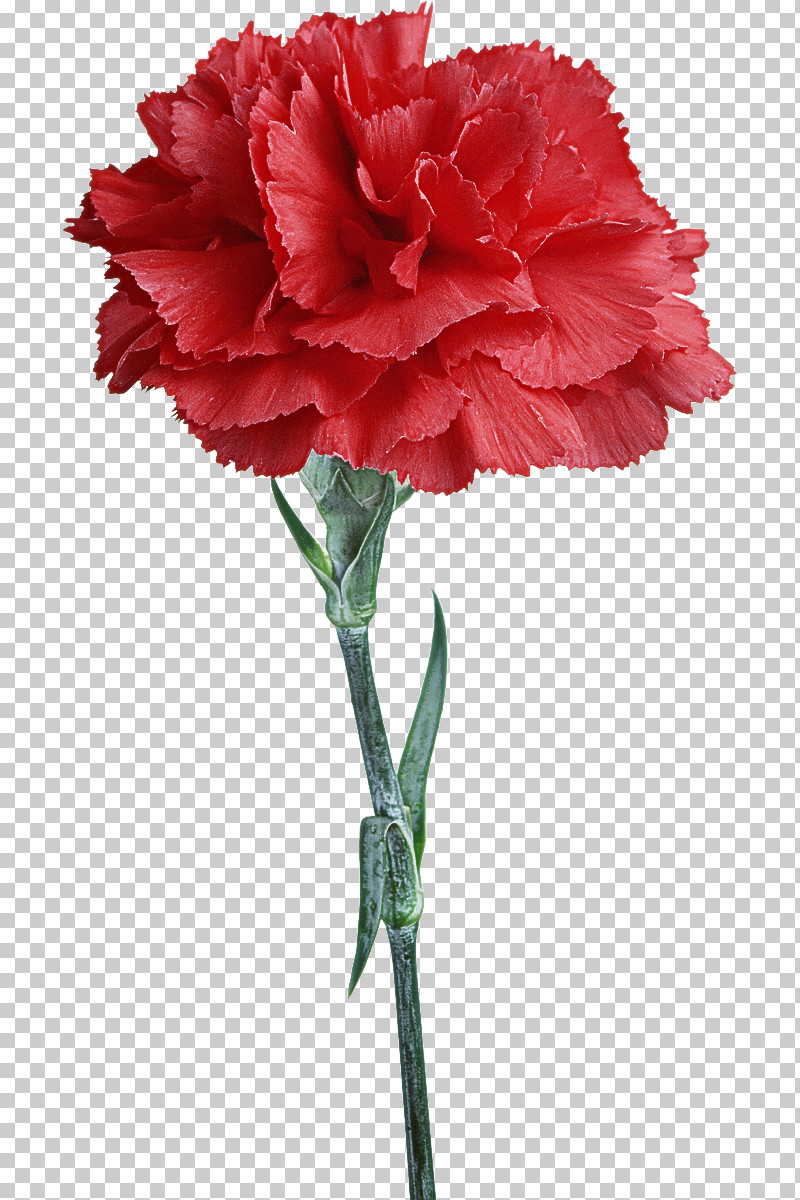 Flower Carnation Plant Cut Flowers Red PNG, Clipart, Carnation, Caryophyllales, Common Peony, Cut Flowers, Dianthus Free PNG Download