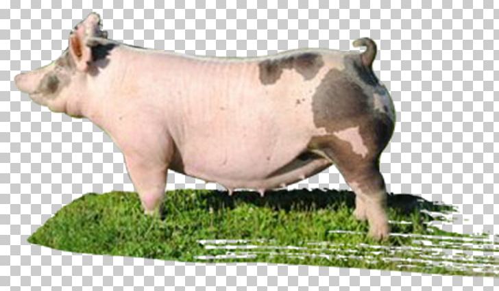 Domestic Pig Livestock Snout Gaston PNG, Clipart, Animal, Animal Figure, Animals, Boar, Domestic Pig Free PNG Download