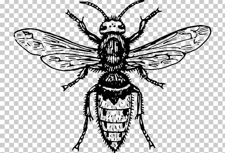 Hornet Characteristics Of Common Wasps And Bees Characteristics Of Common Wasps And Bees Tattoo PNG, Clipart, Arthropod, Artwork, Bee, Beehive, Black And White Free PNG Download