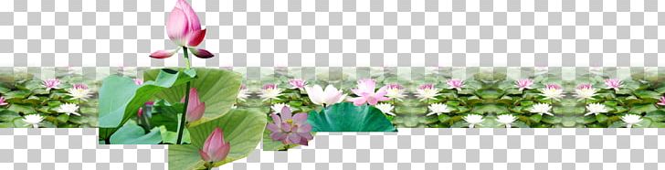 Nelumbo Nucifera Pond Material Euclidean PNG, Clipart, Balsa De Agua, Beautiful, Beauty, Beauty Salon, Concepteur Free PNG Download