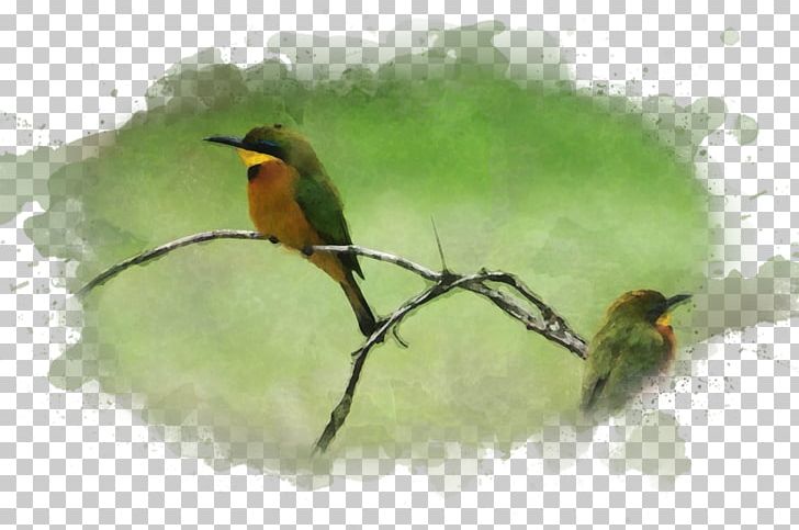 Bird Watercolor Painting Art Museum PNG, Clipart, Animals, Art, Art Museum, Beak, Bird Free PNG Download