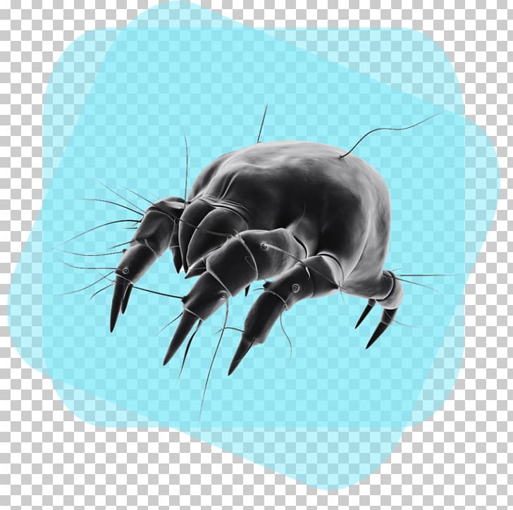 House Dust Mites Bed Bug Cleaning PNG, Clipart, Allergen, Allergy, Bed Bug Bite, Carpet, Dust Free PNG Download