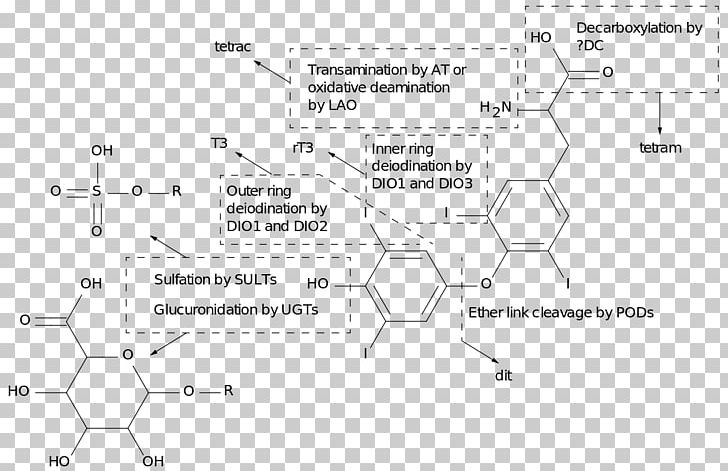 Thyroid Hormones Metabolism Decarboxylation PNG, Clipart, 18 April, Angle, Area, Black And White, Decarboxylation Free PNG Download