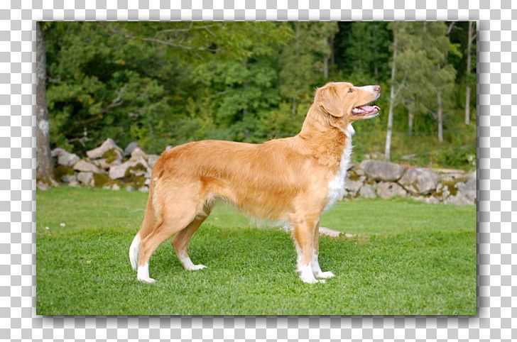 Nova Scotia Duck Tolling Retriever Golden Retriever Dog Breed Companion Dog PNG, Clipart, Animals, Breed, Canada, Carnivoran, Colony Of Nova Scotia Free PNG Download